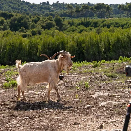 Zante Hidden Hills *