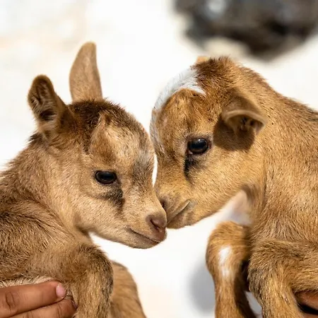 Zante Hidden Hills Villa *